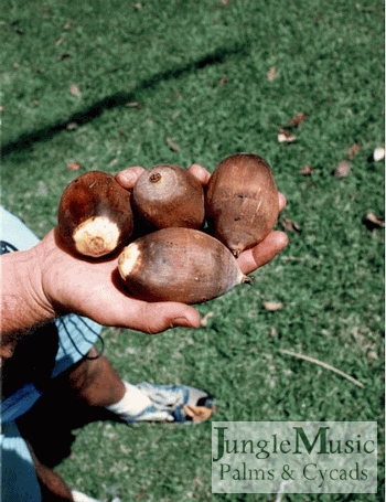 Orbignya martiana (Attalea) that appear to be clean
of fruit.  But, these seeds still have endocarp with
a hard, woody outer skin and need to be cleaned.