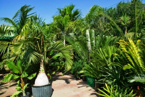  In the foreground is an old Hyophorbe lagenicaulis