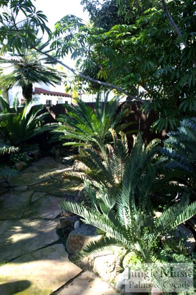  Landscape with palms & cycads