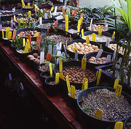 Germination bench with community pots of cleaned
palm seeds awaiting germination