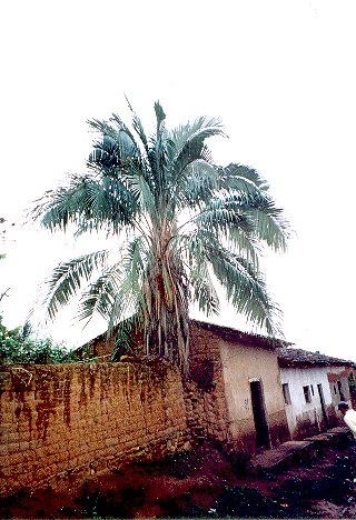 

Parajubaea torallyi var. torallyi: This palm is also known as the “South American Coconut”.  It is a fast growing and beautiful cultivar of Parajubaea.  They max out at about 25-30 feet.  photo c/o plantapalm  Cold hardy to 21 degrees.
