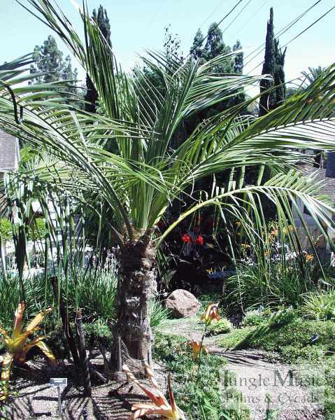 Parajubaea cocoides: A large pinnate palm native to high elevation in South America.  It likes full sun and has huge seeds.  Cold hardy to 24 degrees.