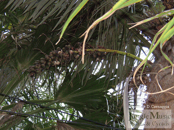  Mature seeds of Parajubaea cocoides 