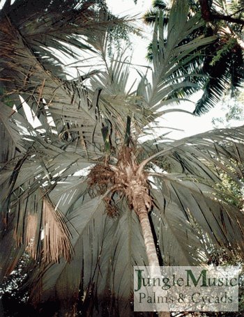  Pelagodoxa henryana