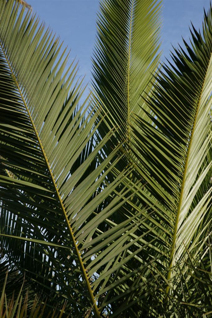 A close up view of the crown of Phoenix
Canariensis crown 