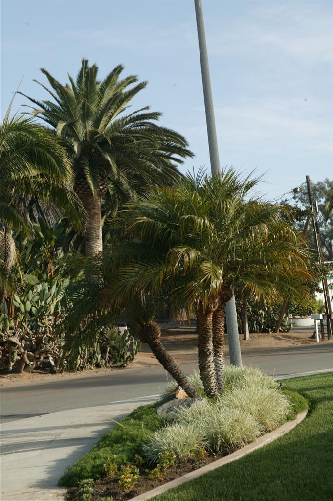  Triple Pygmy Date with Canary Palm in background