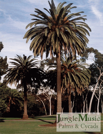 Phoenix canariensis are ideal
for spacious open areas