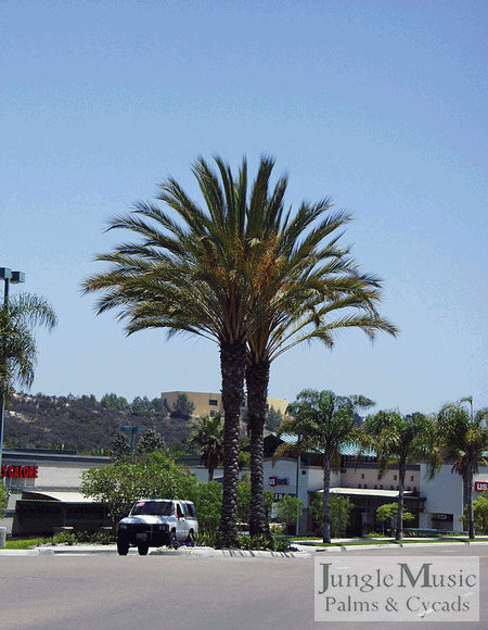  Phoenix dactylifera, the true Date Palm.