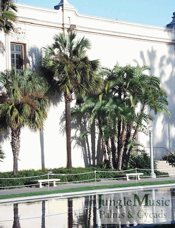 Phoenix reclinata (on right) is a large palm and should be placed toward the edge of the garden