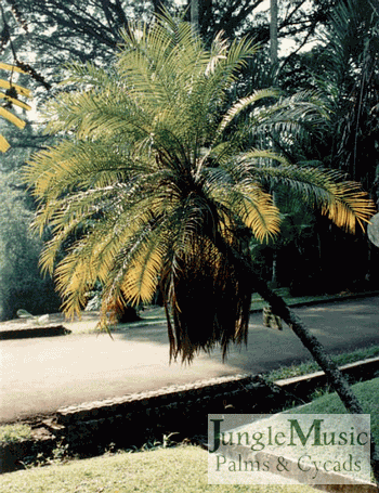 Phoenix roebelenii: The Pigmy Date Palm is single trunked, pinnate and very dainty.  It demands full sun and is quite easy to grow.  It gets to about 12 feet and is fairly common.  It takes down to about 25 degrees.