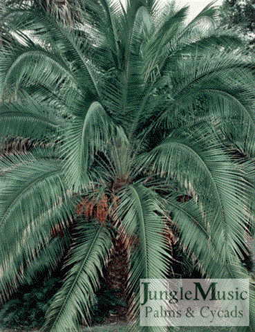 Phoenix rupicola:  A large single trunked pinnate palm with spine armor that is smaller than the P. canariensis and has a smaller leaf.  The leaflets are shiny green and softer to the touch than some of the more wicked Phoenix species.  It tolerates 23 degrees.