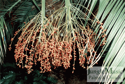  Phoenix rupicola fruit, not quite mature 