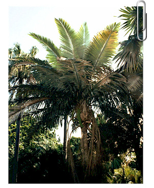 Phoenix rupicola:  A large single trunked pinnate palm with spine armor that is smaller than the P. canariensis and has a smaller leaf.  The leaflets are shiny green and softer to the touch than some of the more wicked Phoenix species.  It tolerates 23 degrees.