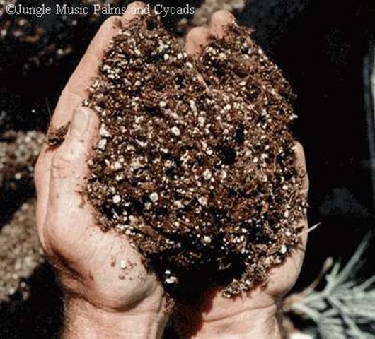 Example of palm potting soil, which is different than garden soil 