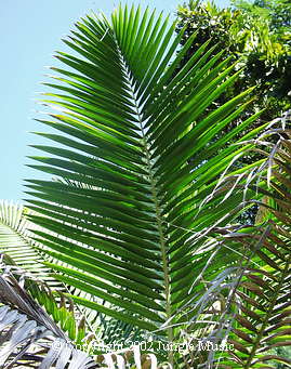 Prestoea montana, leaf detail of a pinnate leaf.