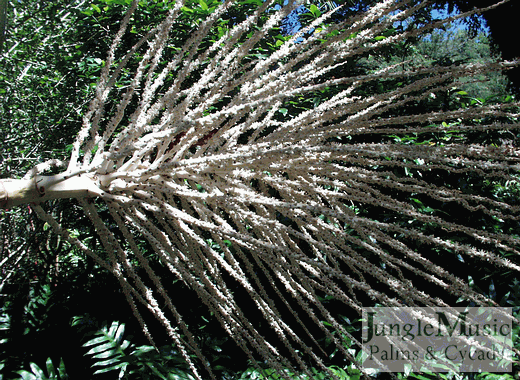  A large and full blossom of Prestoea montana