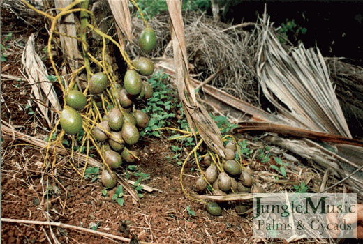  Pritchardia gaudichaudi immature seeds 