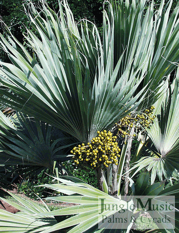  Immature seeds of blue Pritchardia hillebrandii 