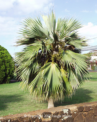  Pritchardia hildebrandtii, dwarf blue
