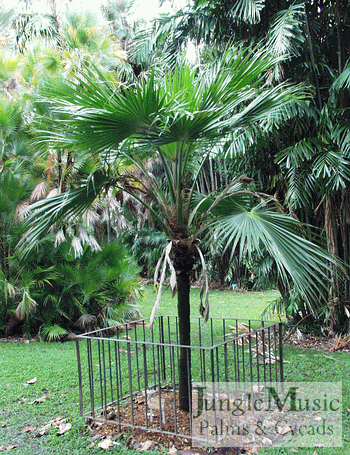  Most Pritchardia are mid-canopy forming palms