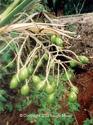  Pritchardia macdanielsii immature seeds