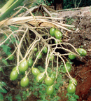  Pritchardia macdanielsii, immature seeds.