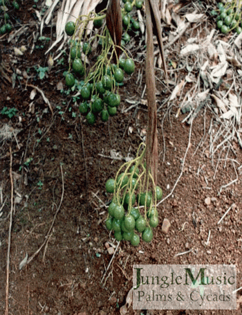  Pritchardia macrocapra immature fruit 