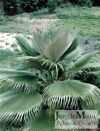 Pritchardia Martii.  Note how flat these leaves are and
that the underside (top leaves) are silver