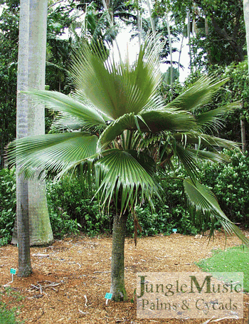  This Pritchardia martii, another mid-level palm tree