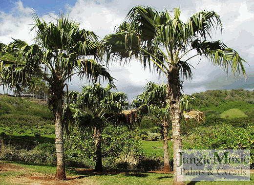  Pritchardia remota