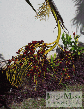  Pritchardia species, mature seeds 