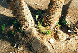  The base of a well-pruned Chamaerops 