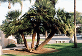  Example of pruning trunks from a Chamaerops humilus. 