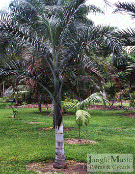 Pseudophoenix sargentii:
The Cherry Palm is slow growing.  When I say slow, I mean slow.  But, because of its unique bulging trunk, silver colored crown shaft, and gorgeous overall appearance, it is worth the wait.  Cold tolerance to 28 degrees.  Likes full sun and to be put in the ground.