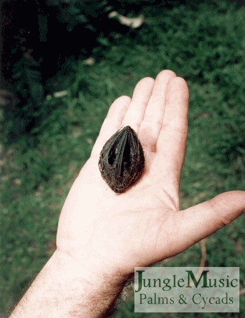 This peculiarly shaped seed is a  Ptychococcos
lepidota and has been cleaned of fruit.  Note the
unusual flanges on the seed. 