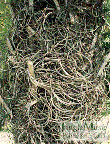  peculiar fibrous trunk of Raphia hookeri