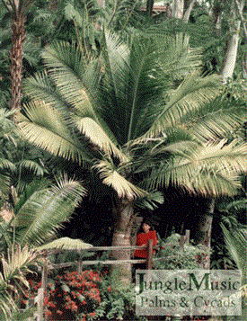  My garden from 1986.  Now has 35 feet of trunk  