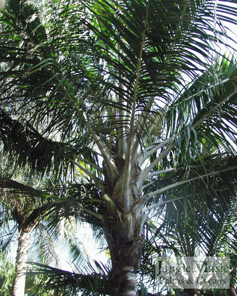 

Ravenea madagascarensis:   A somewhat silver tinted pinnate palm with a thin trunk and a preference for full sun.  Crown shafted.  Takes to about 26 degrees.
