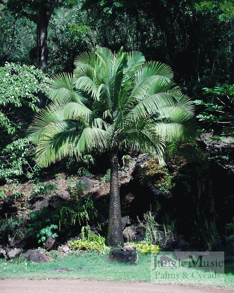  Ravenea rivularis, the Majesty Palm

Ravenea are a genus endemic to Madagascar and nearby islands.  They can be large trees or small.  They do not have a crown shafts like seen on the many Dypsis species from the same area.  The most common species, Ravenea rivularis, has a large trunk and can obtain a height of over 40 feet.  The genus is quite diverse with miniature species and rather massive species.  All species in this genus are sought after by collectors.  Cold tolerance is variable, but many species will tolerate some degree of freeze.  There are many more species that we grow than shown on these pages.