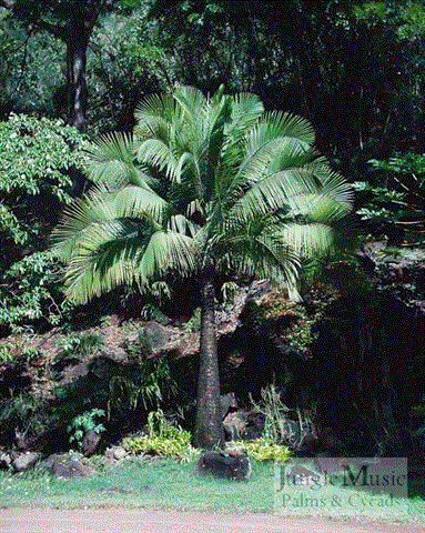 

Ravenea rivularis: The Majesty Palm is a thick trunked, fast growing pinnate palm that likes water, nutrition, and room.  It looks best in AM sun, not full sun (unless you’re a good grower).  The girth gets quite large.   Takes to about 27 degrees.
