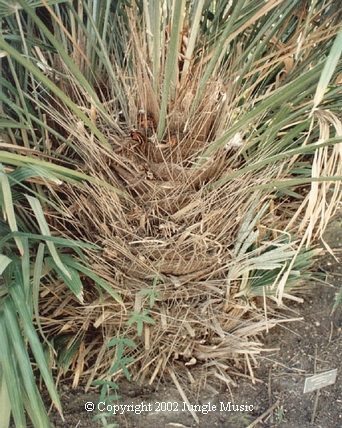  Rhapidophyllum hystrix, trunk, note needles on spine