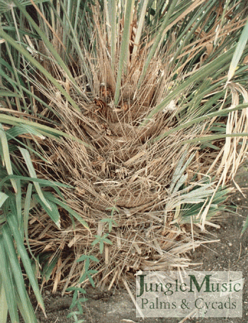  Rhapidophyllum hystrix