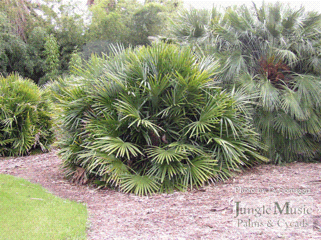 
Rhapidophylum hystrix:  Probably this species is the most cold hardy of all palms.  It is a small to medium sized, suckering fan palm that will grow in sun or filtered light.  It will tolerate under 0 degrees F.
