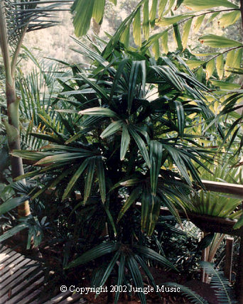  Rhapis excelsa. a rather petite fan leaf 