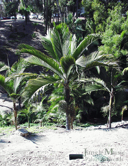  The plant above appears to be a hybrid between Rhopalostylis sapida and bauerii.  It is quite attractive.