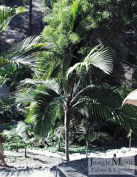  Rhopalostylis baueri in Balboa Park, San Diego, CA  