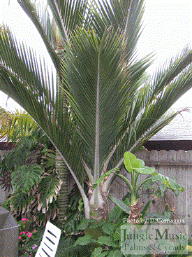  Rhopalostylis oceana 