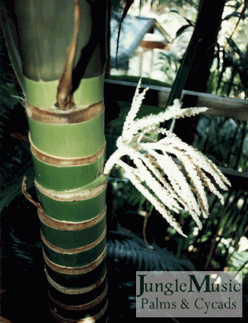 Shade grown trunk, still green with prominent
rings 