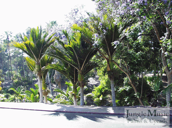  Above is a group planting of Rhopalostylis sapida in Balboa Park, Can Diego, CA  Rhopalostylis is a genus with two, possibly three or more species.  These include R. sapida, baueri, and cheesmanii.  The reason I say there might be more "species" is because plants from some islands around New Zealand look different and would perhaps at the least be considered varieties.  All are medium height when mature, prominently crown shafted (sometimes bulging), prefer light filtered light or perhaps full sun in the case of R. sapida along the coast.  All are rather slow growing.  The common names used for Rhopalostylis sapida  include the Shaving Brush Palm, The Feather Duster Palms, and Nikau Palm.  R. bauerii is known as the Norfolk Island Palm.    