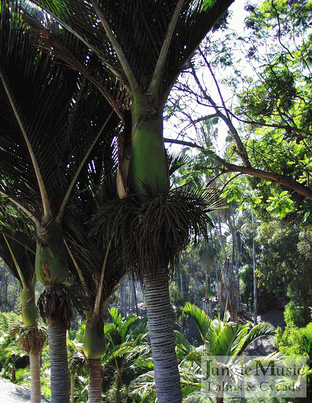  Rhopalostylis sapida